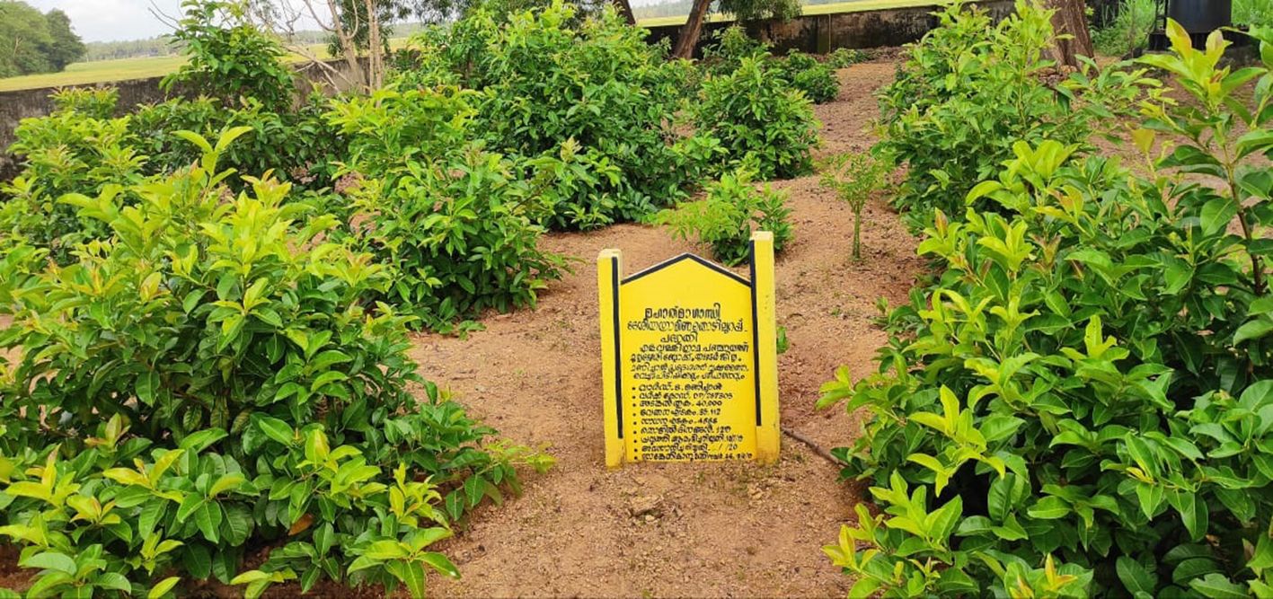 എളവള്ളി പഞ്ചായത്തിൽ ഒരുക്കിയ പച്ചത്തുരുത്ത്‌