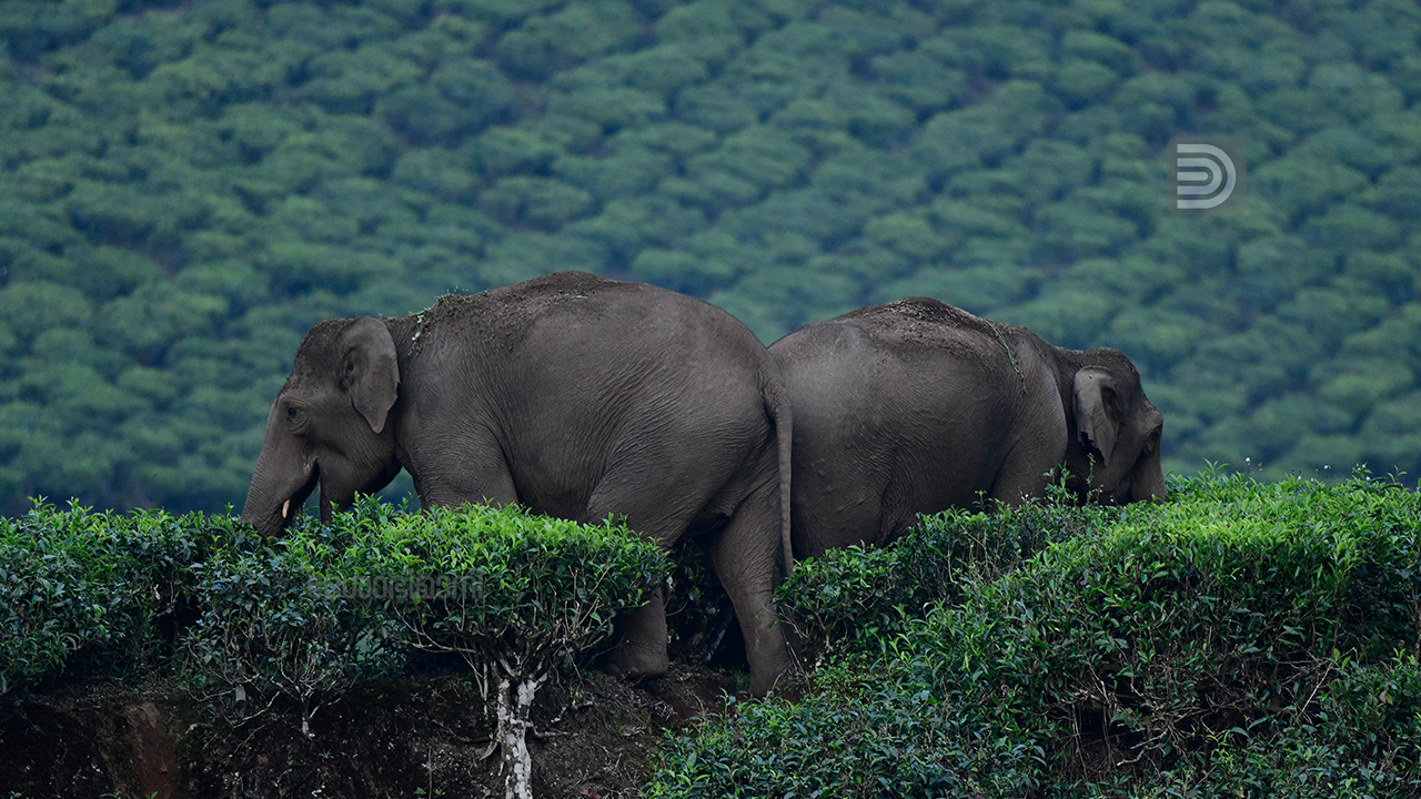 elephant