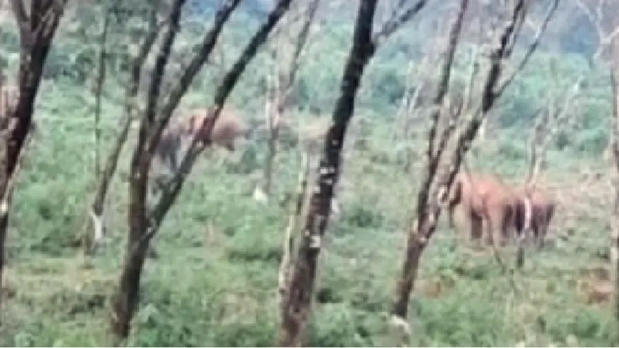 Wild Elephant Attack