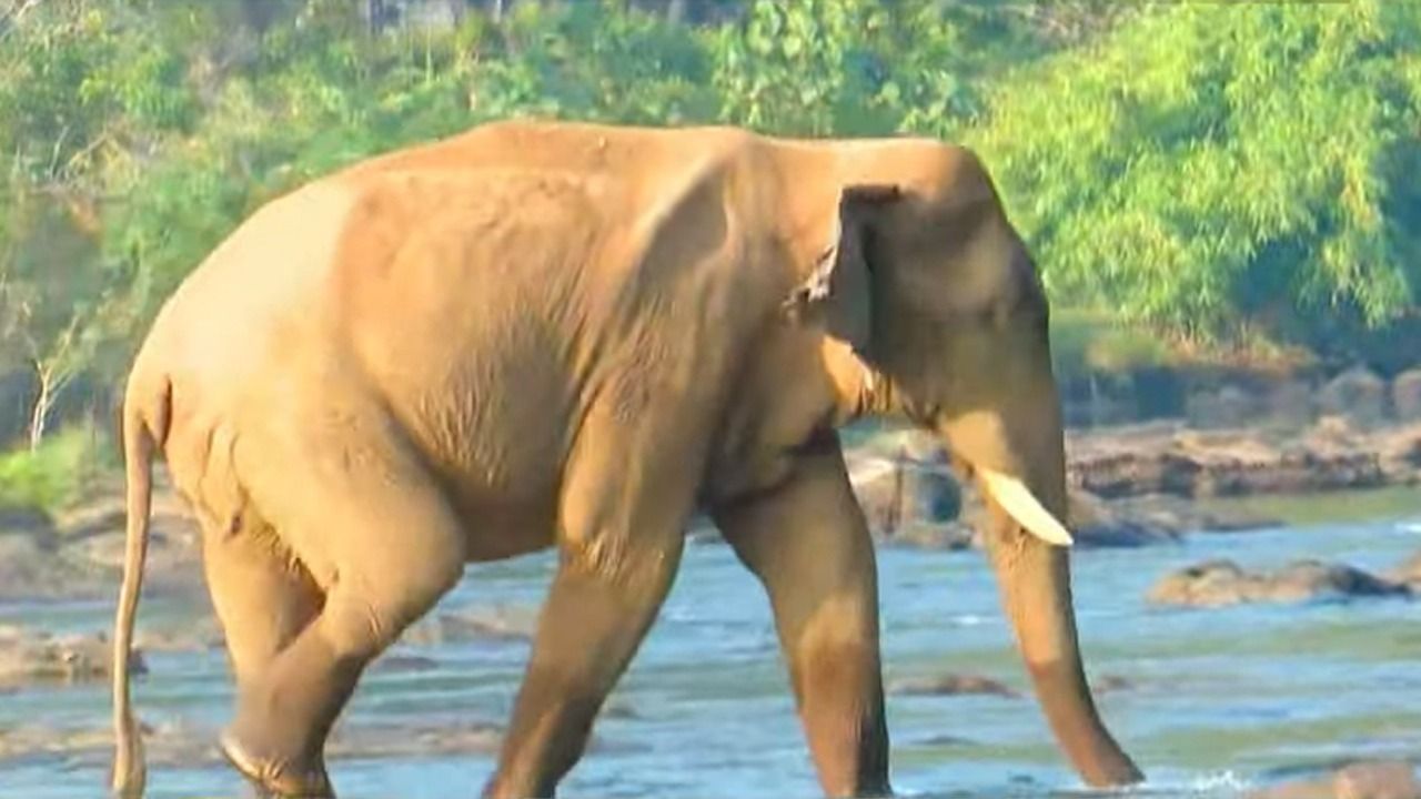 elephant.