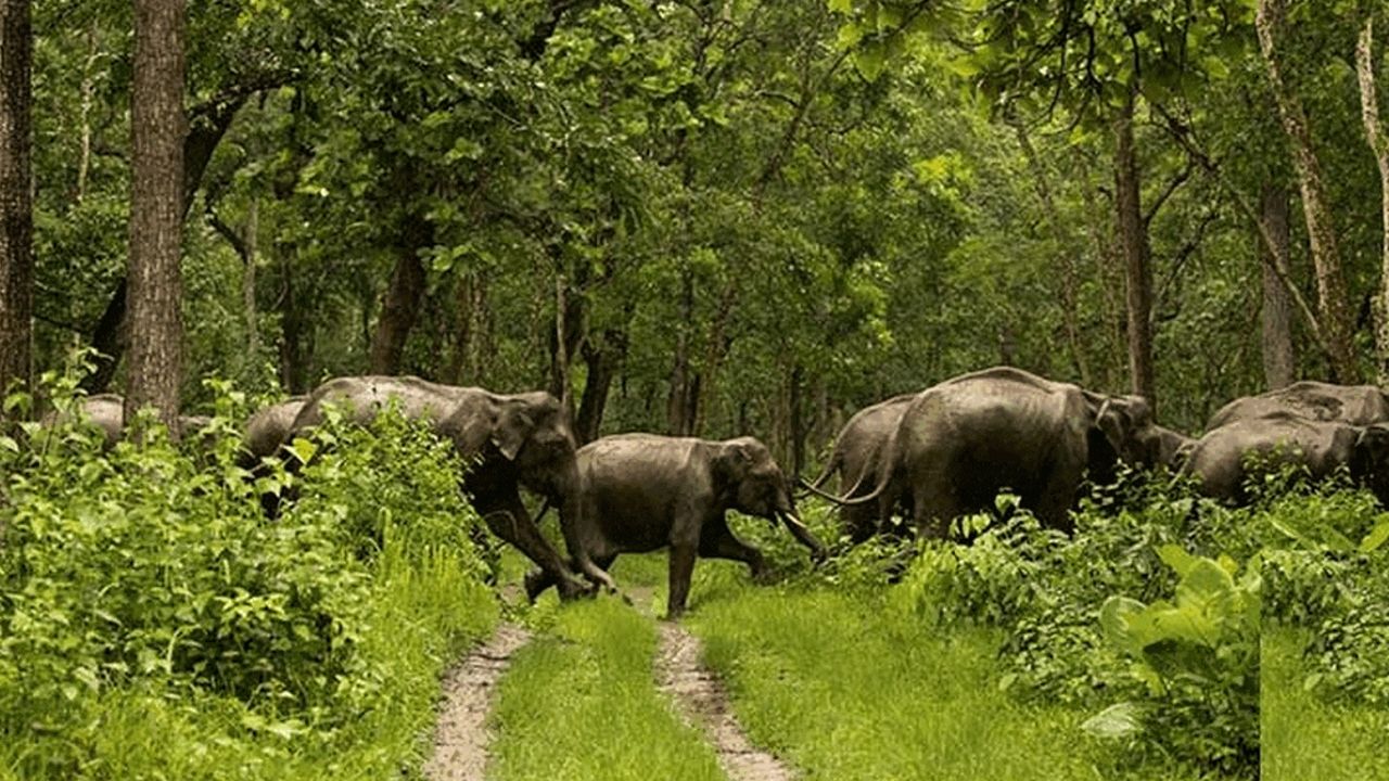 elephant