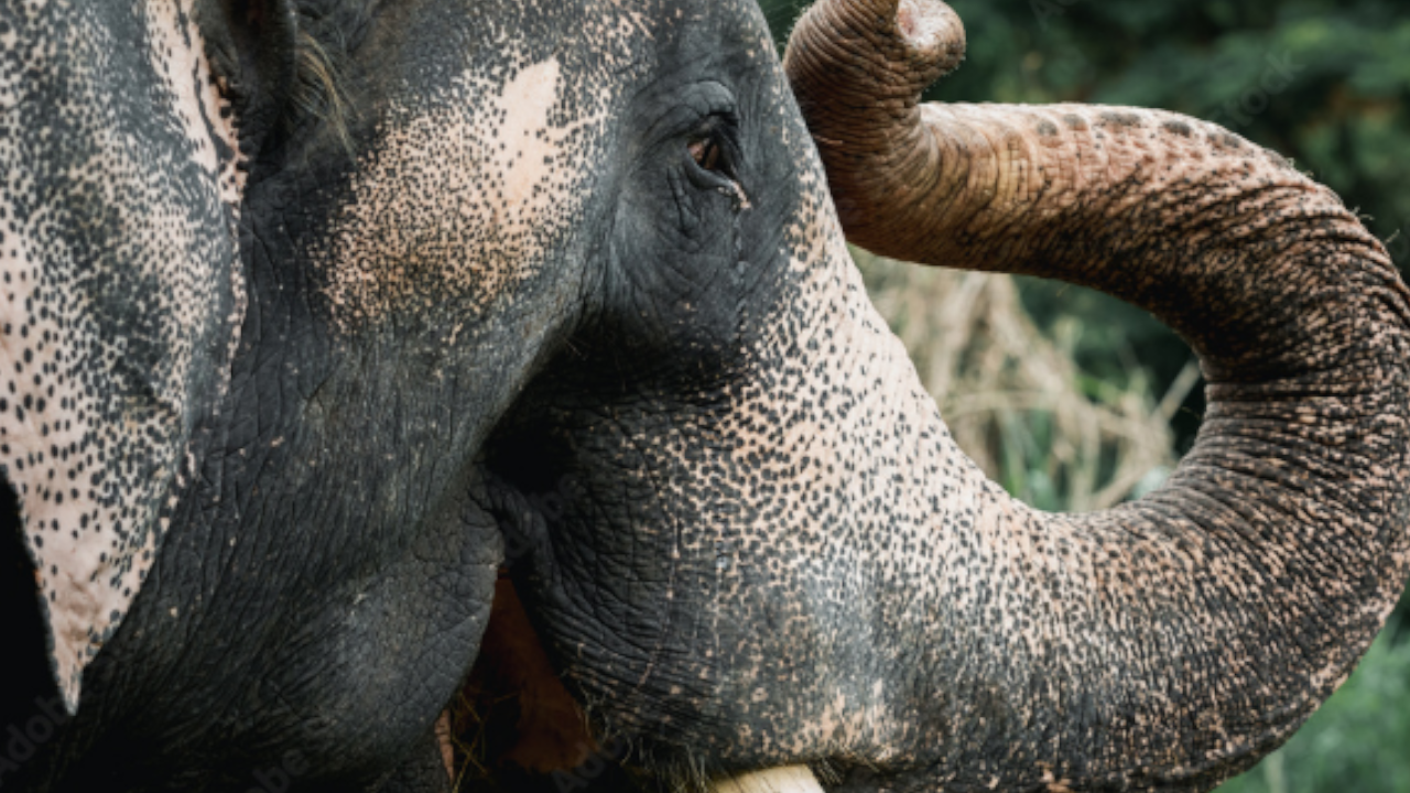elephant