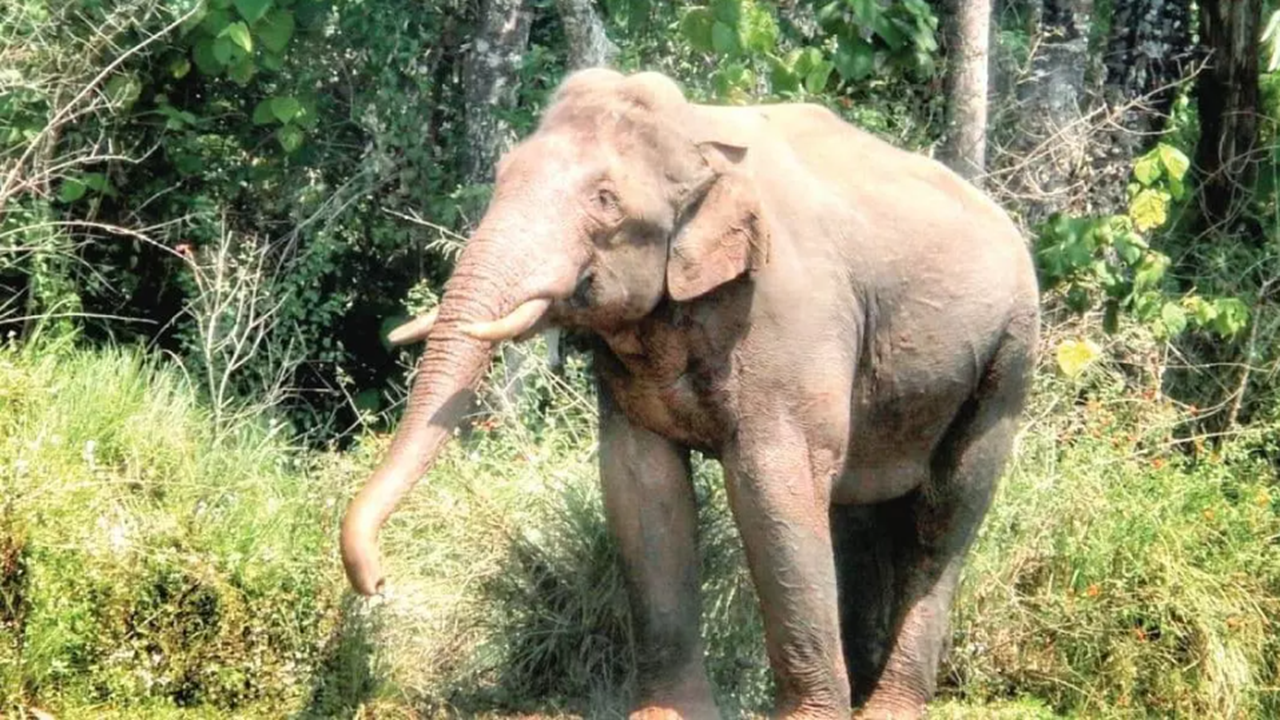 elephant 