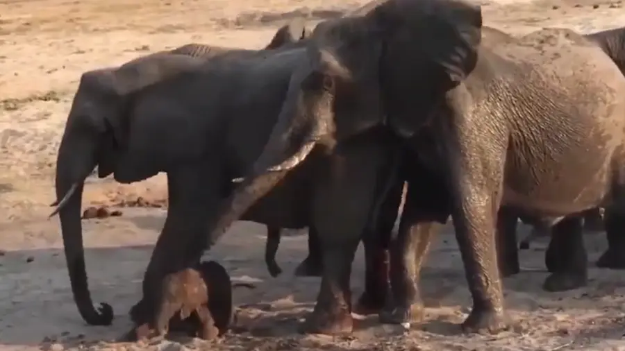 elephant