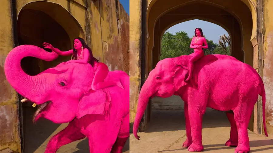 elephant