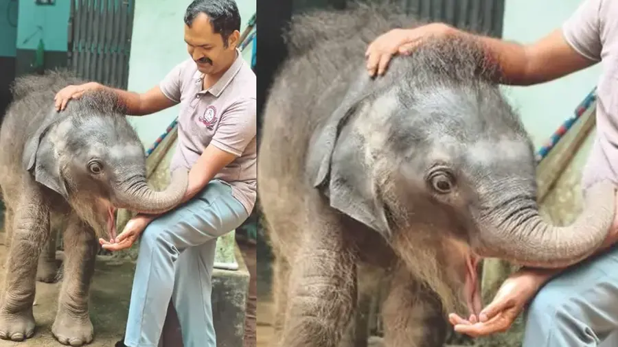 Baby Elephant 
