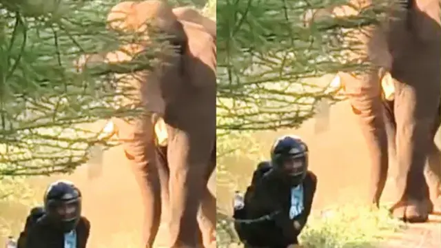 Elephant Attack