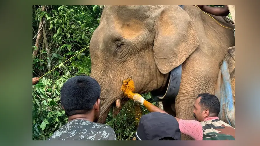 Wild  Elephant 