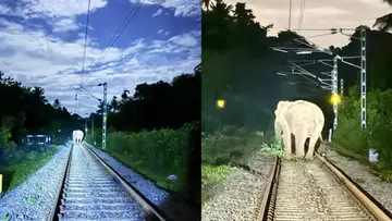 Wild Elephant