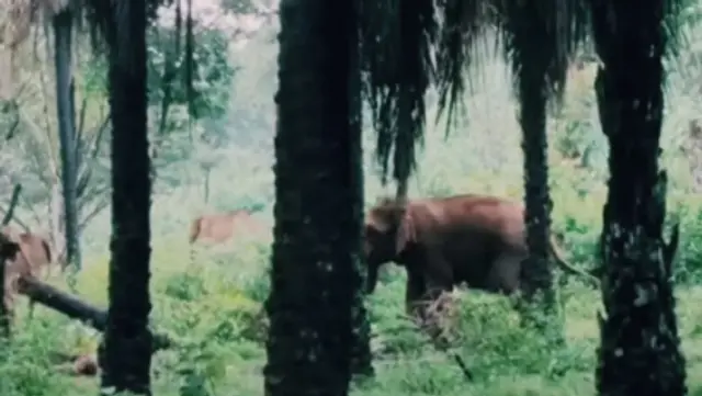 wild elephant