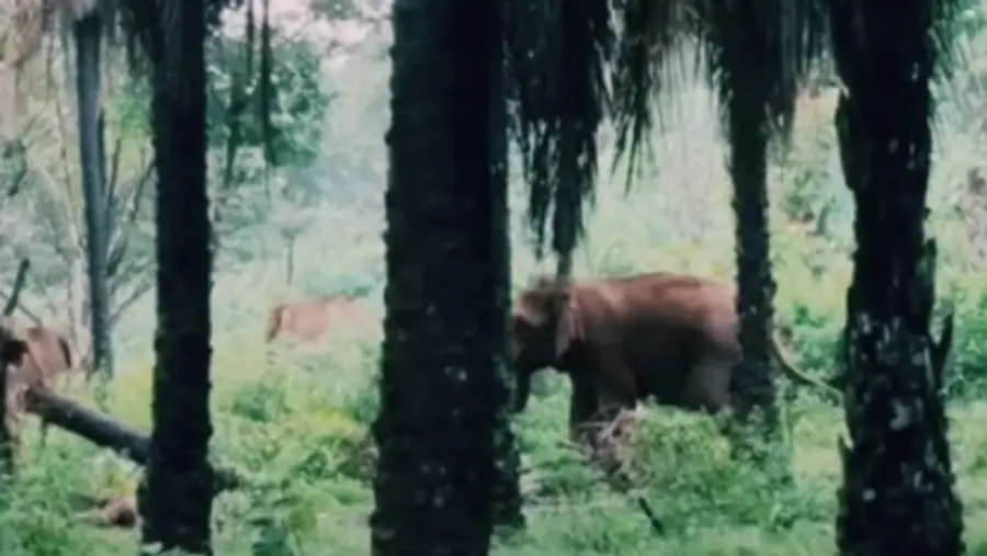 wild elephant