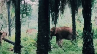 wild elephant