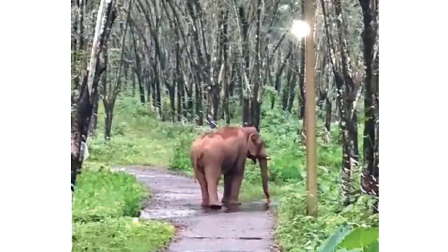 wild elephant