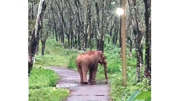 wild elephant