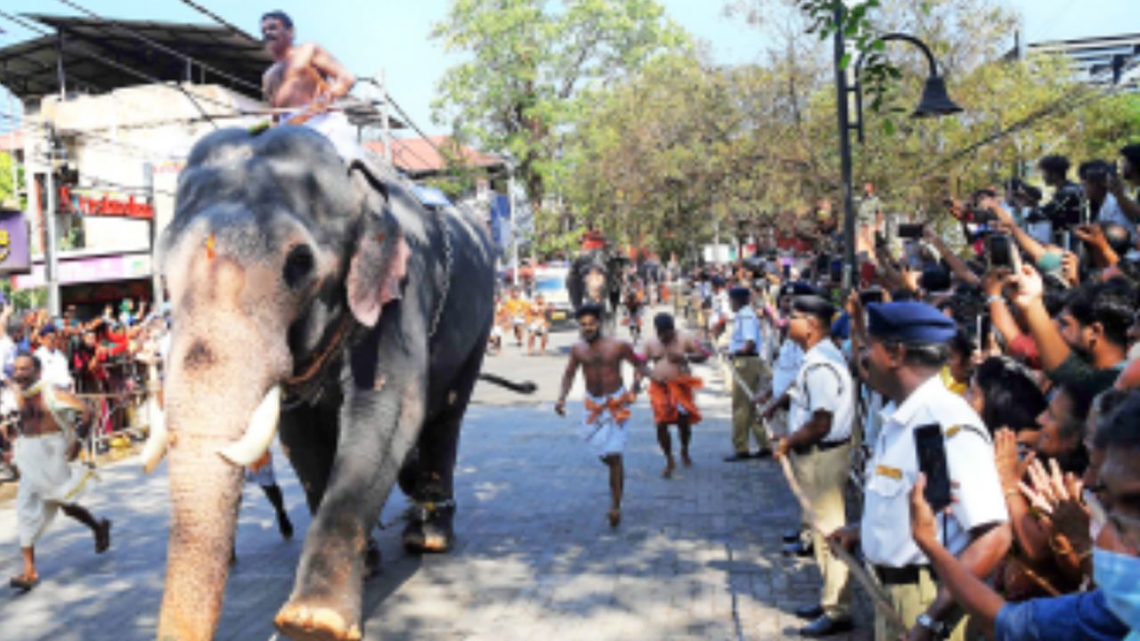 elephant-race