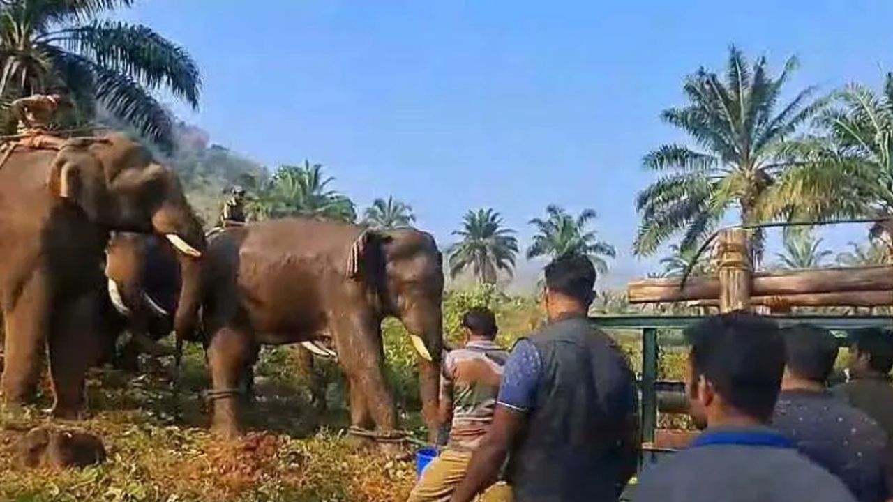 athirappalli elephant