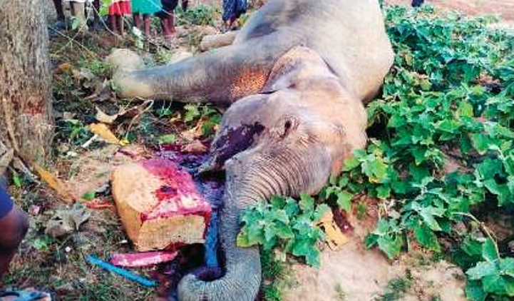 elephant killed 