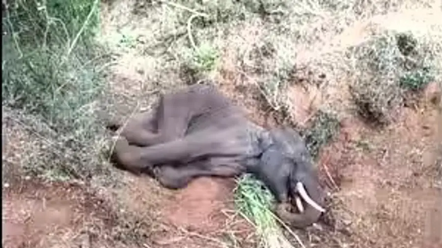 elephant