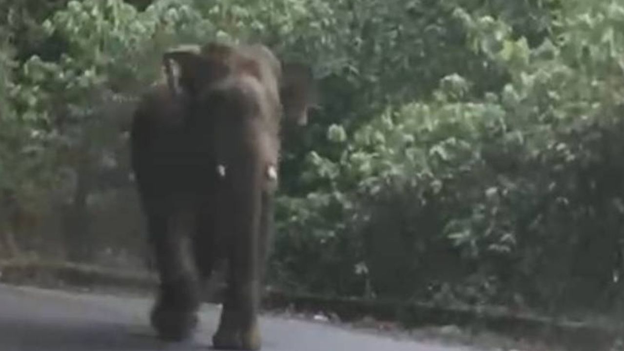 elephant attack.