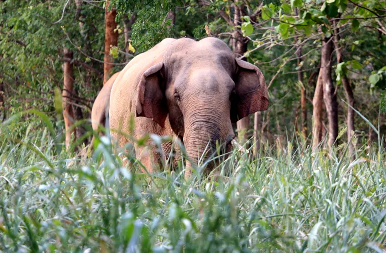 man elephant 