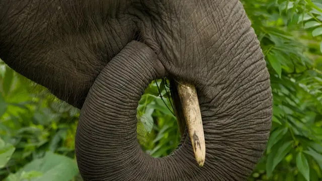 Elephant attack 