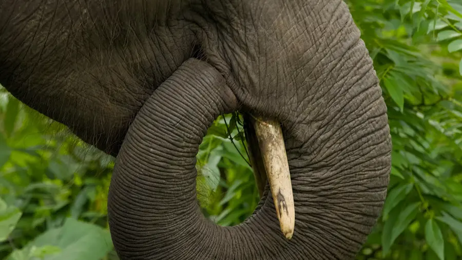 Elephant attack