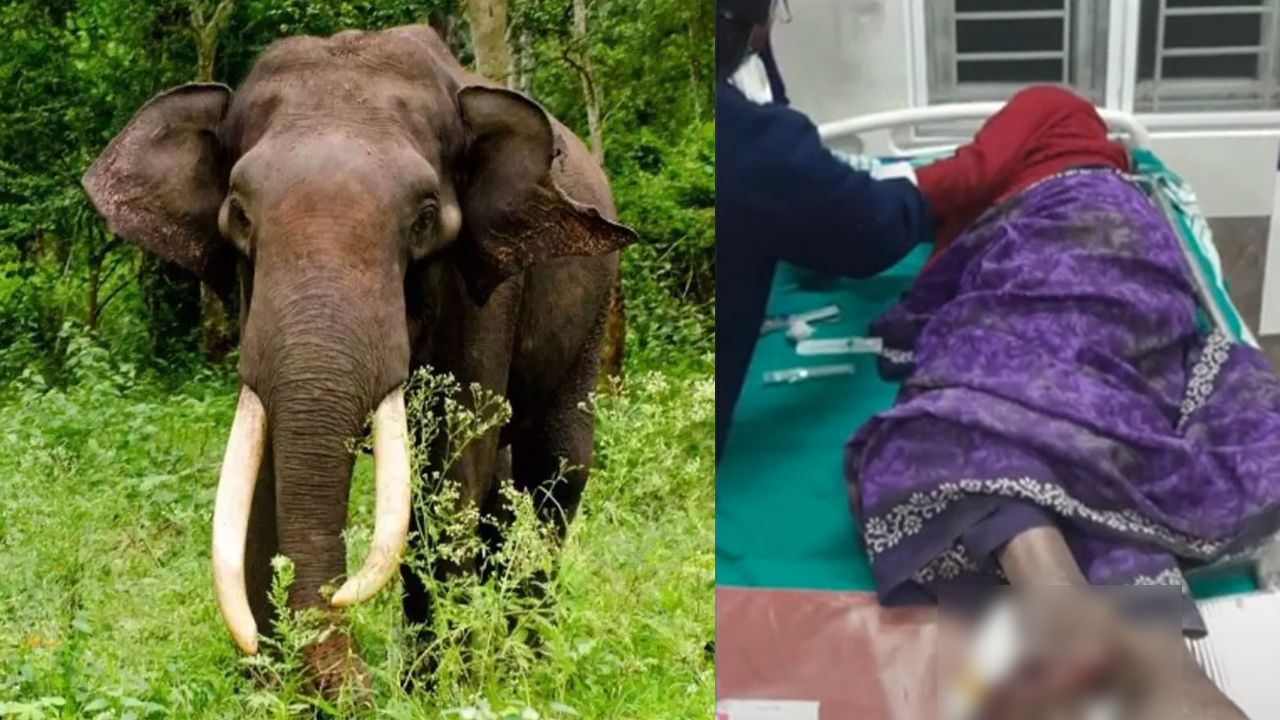 elephant attack valparai