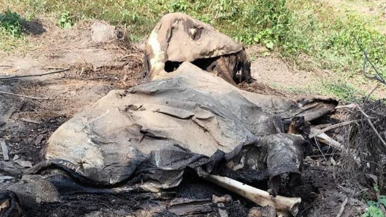 elephant body