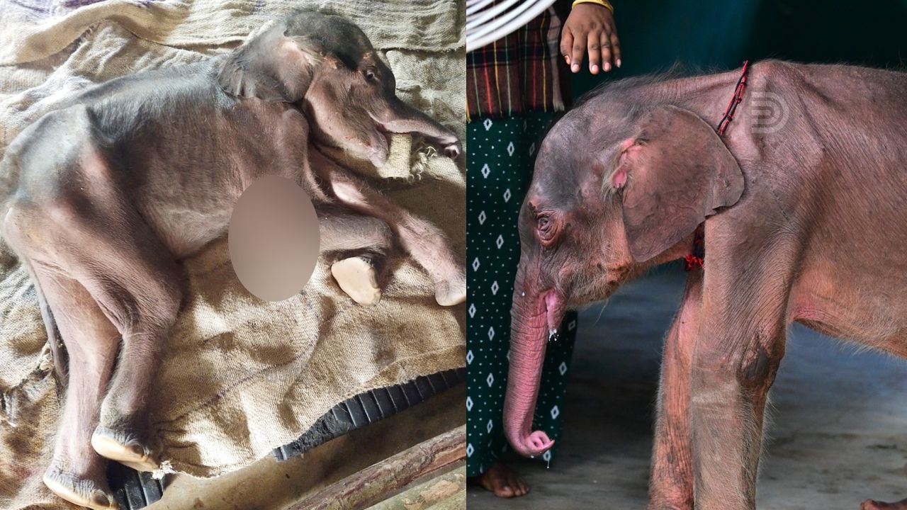 elephant calf dhoni