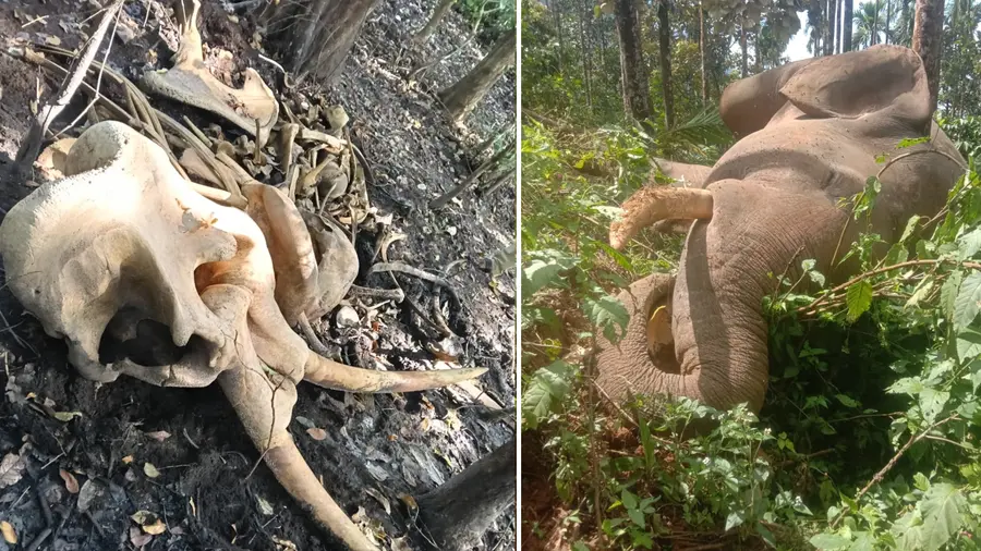 elephant carcasses nilambur