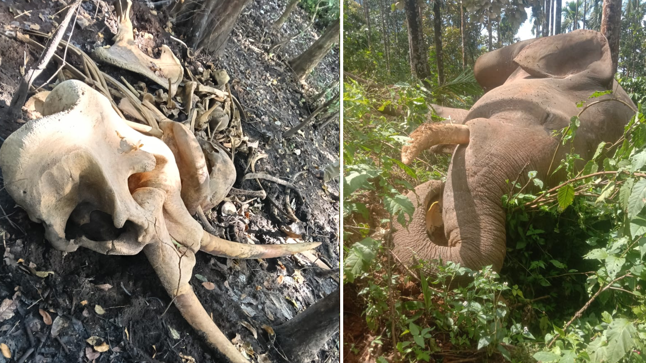 elephant carcasses nilambur