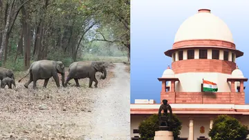 elephant corridors .