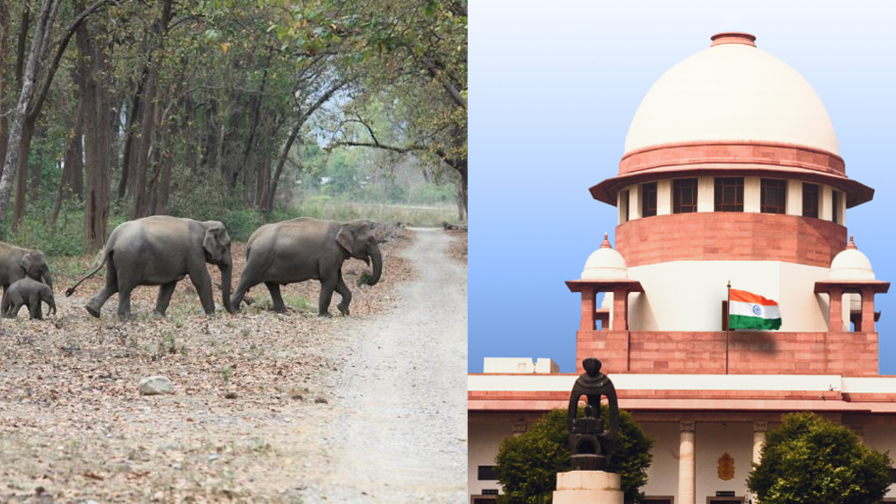 elephant corridors .