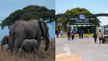 elephant died kenya