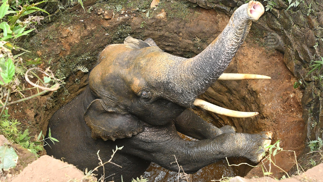 elephant fwll in well