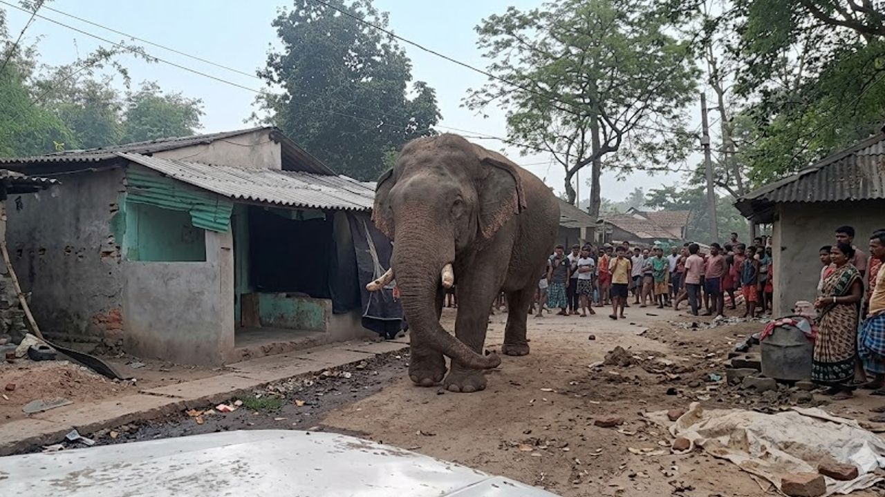 elephant in polling booth bengal
