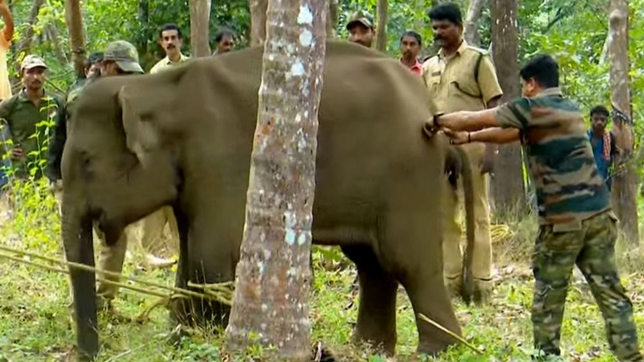 elephant iritti
