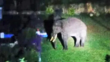 elephant kanthallur