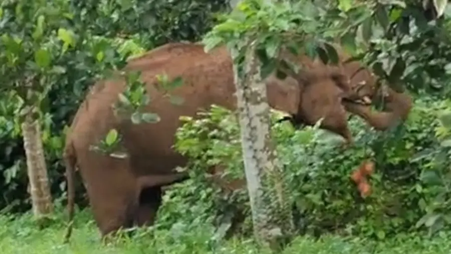 Elephant