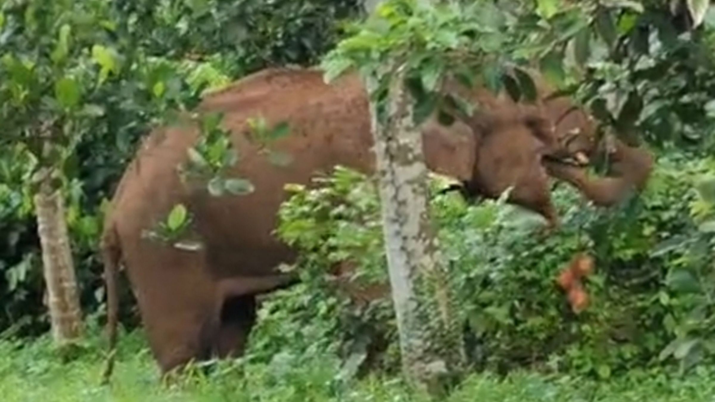 Elephant