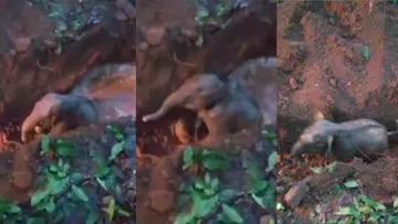 elephant rescue kothamangalam