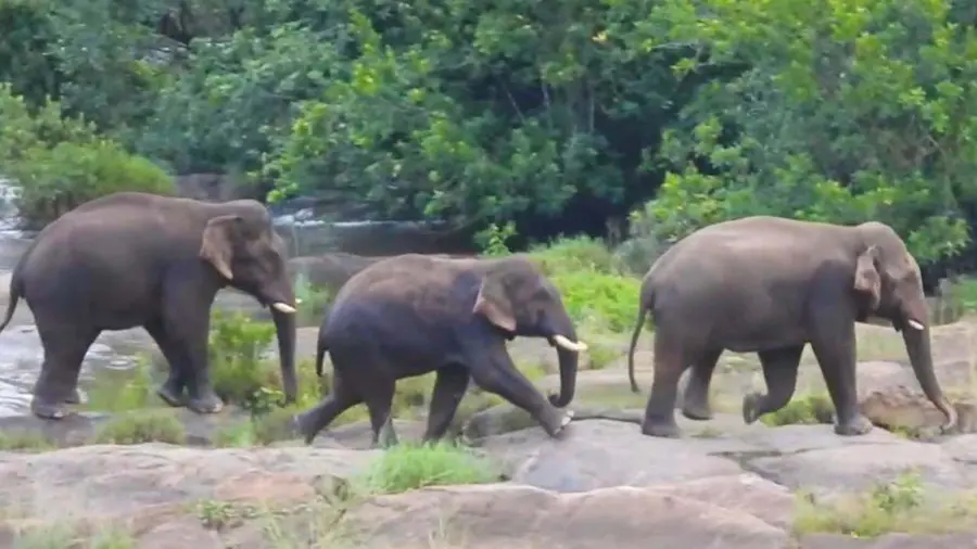 Elephant
