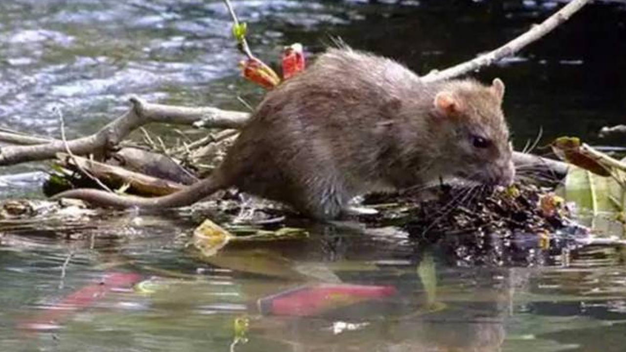 rat