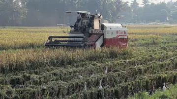 Harvesting was carried out