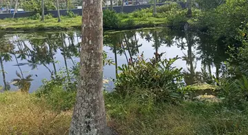 എറിയാട്ടെ തോട് നികത്തുന്നതിനുമുമ്പ്
