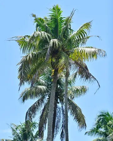 രാസമാലിന്യം നിക്ഷേപിച്ചതിനെത്തുടർന്ന്‌ കേടുബാധിച്ച തെങ്ങ്‌
