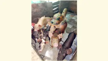 കണ്ടംമൂലയിലെ പന്നിഫാമുകൾ