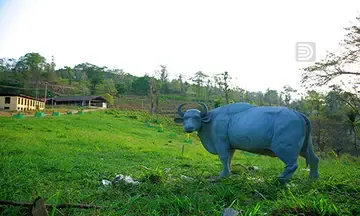കുരിയോട്ടുമല ഫാം