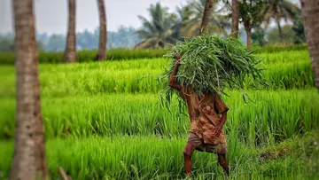 farmers