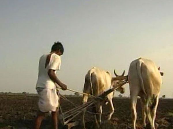 farmers suicide